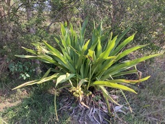 Crinum pedunculatum