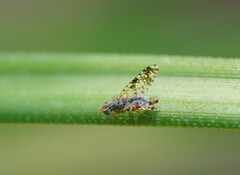 Austrotephritis poenia