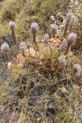 Ptilotus exaltatus