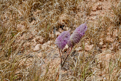 Ptilotus exaltatus