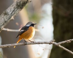 Phoenicurus auroreus
