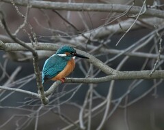 Alcedo atthis