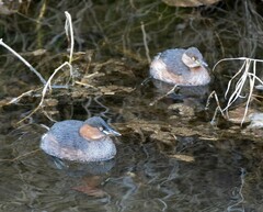Tachybaptus ruficollis