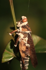 Beauveria bassiana