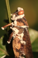 Beauveria bassiana