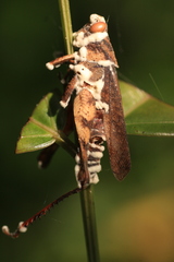 Beauveria bassiana