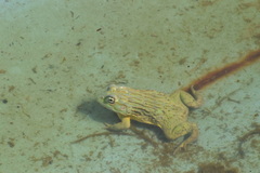 Pyxicephalus adspersus