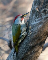 Picus awokera