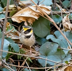 Emberiza elegans