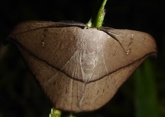 Albara reversaria