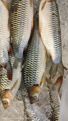 Leptobarbus hoevenii