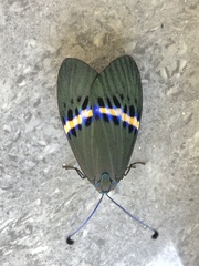 Eterusia repleta