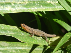 Eutropis rugifera