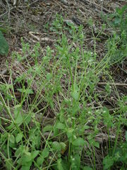Stellaria ruderalis