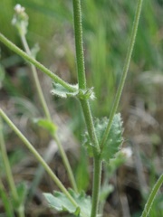 Draba muralis