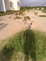 Handroanthus