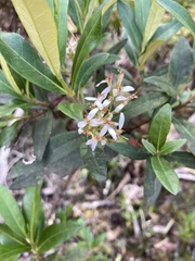 Olearia viscosa