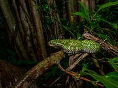 Tropidolaemus wagleri