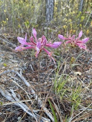 Rhododendron periclymenoides