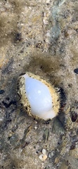 Monetaria annulus