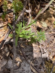 Coronidium scorpioides