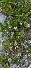 Scaevola calendulacea