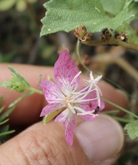 Oenothera canescens