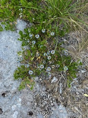 Scaevola calendulacea