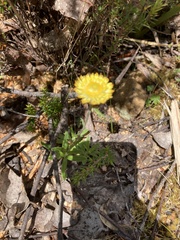 Coronidium scorpioides