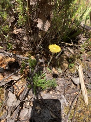 Coronidium scorpioides