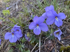 Viola pedata