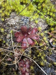 Drosera hamiltonii