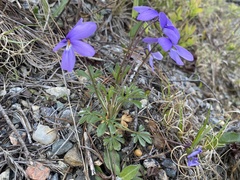 Viola pedata