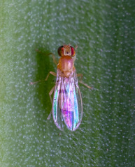Chyromyidae