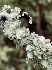 Parmotrema crinitum