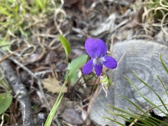 Viola sagittata