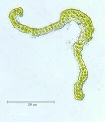 Grimmia decipiens