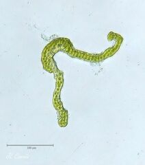 Grimmia decipiens