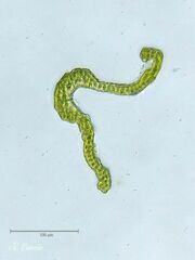 Grimmia decipiens