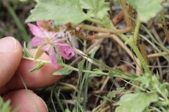 Oenothera canescens