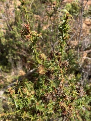 Sprengelia incarnata