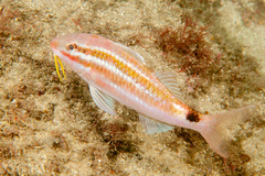 Parupeneus spilurus