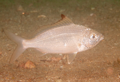 Gerres subfasciatus
