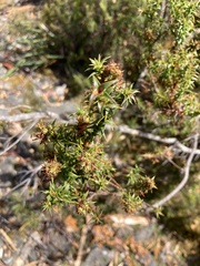 Sprengelia incarnata