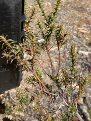 Sprengelia incarnata