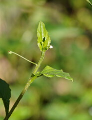 Hackelia latifolia