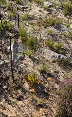 Lichtensteinia lacera