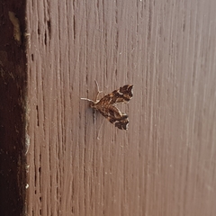 Musotima nitidalis