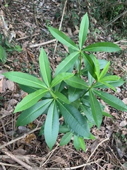 Alstonia scholaris