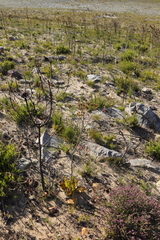 Lichtensteinia lacera